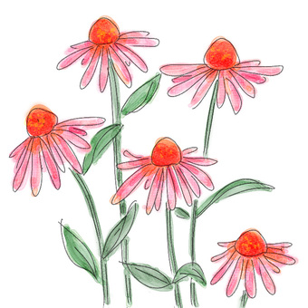 エキナセア ハーブ,エキナセア,赤い花,薬草,アロマ,植物のイラスト素材