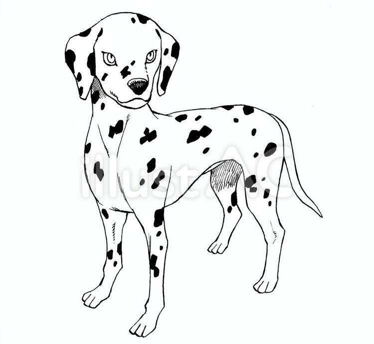 ダルメシアン 犬,ペット,ダルメシアンのイラスト素材