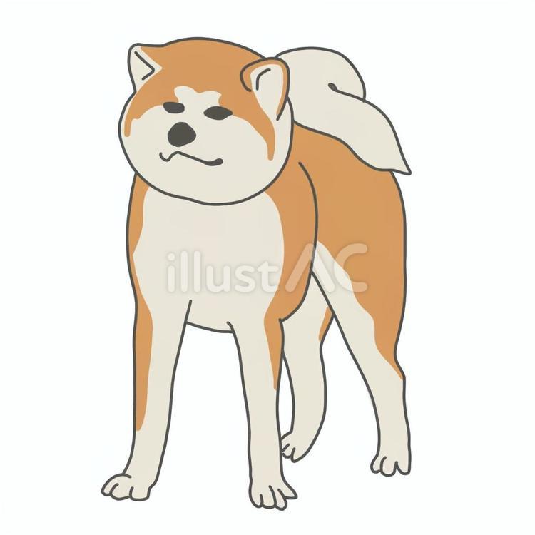 秋田犬 犬,動物,ペットのイラスト素材