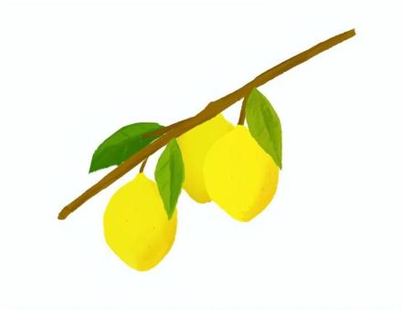 木に実ったレモン(修正版) 木に実ったレモン(修正版) レモン,果物,草,植物,枝,黄色,酸っぱいのイラスト素材