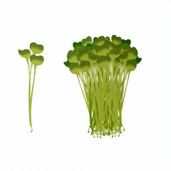 かいわれ大根 大根,かいわれ大根,発芽,辛い,食品のイラスト素材