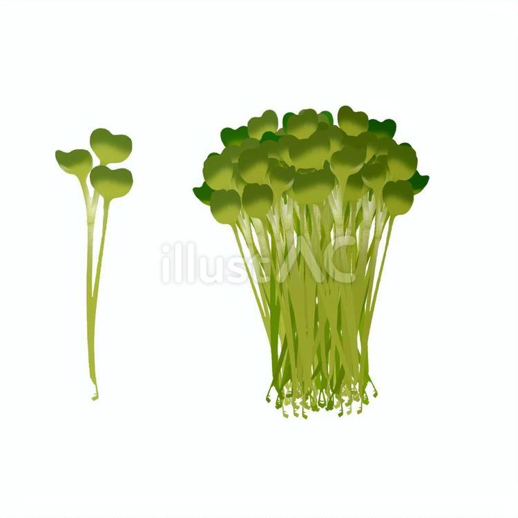 かいわれ大根 大根,かいわれ大根,発芽のイラスト素材