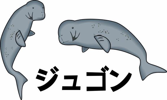 ジュゴン　　