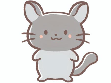 Hình minh họa, sóc ở nam mỹ, pet shop, động vật, 