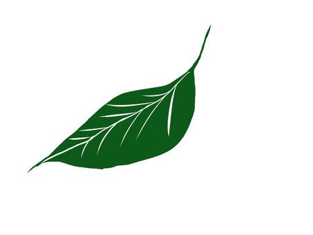 leaf, , JPG