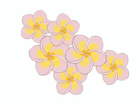 プルメリア　ピンク プルメリア,ハワイ,花,ピンク,植物,夏のイラスト素材