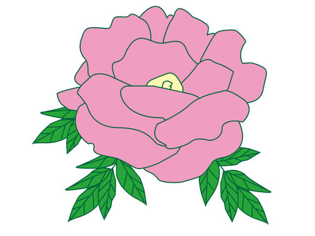 植物　牡丹 植物,牡丹,鑑賞,ぼたん,ボタン,花,ピンク,春,イラストのイラスト素材