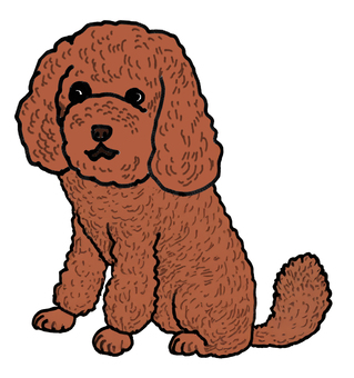 可愛いプードル 可愛いプードル 犬,茶色,プードル,座る,手描き,可愛い,ペットのイラスト素材