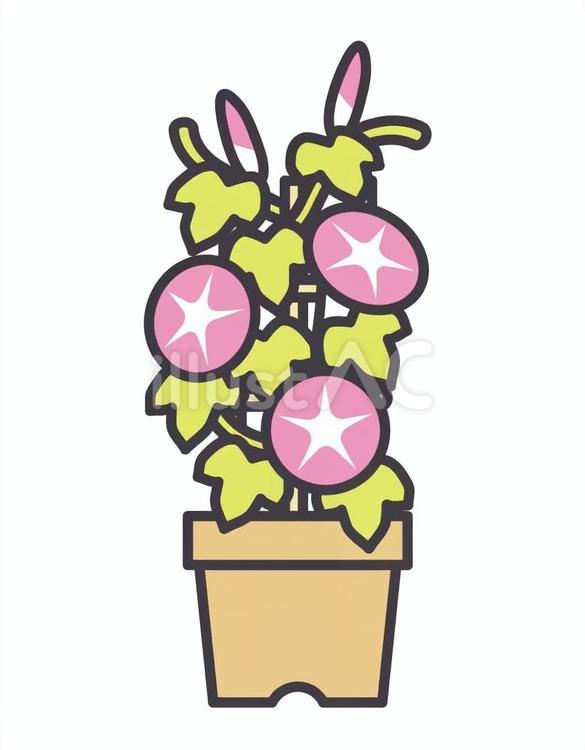 鉢植えの朝顔 朝顔,夏,鉢植えのイラスト素材
