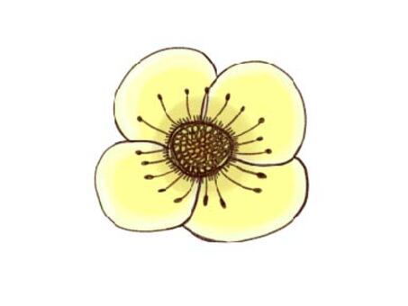 Yellow flower, flower, yellow, flour, JPG, PNG and AI