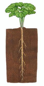 畑に植わっているゴボウ ゴボウ,ごぼう,野菜,根菜類,長い,葉っぱ,畑,栽培,地中,根のイラスト素材