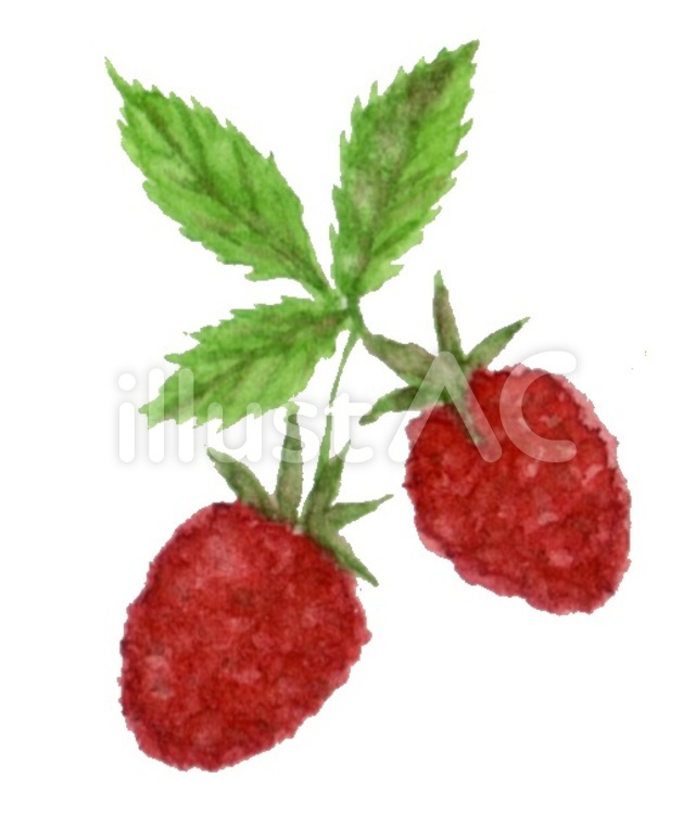 いちご すいさい,fruits,ふたつのイラスト素材