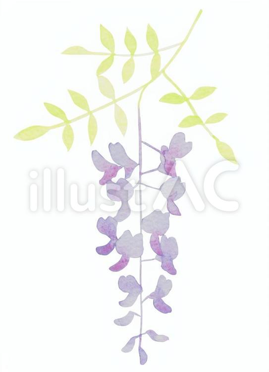 水彩の藤２ 藤,花,水彩のイラスト素材