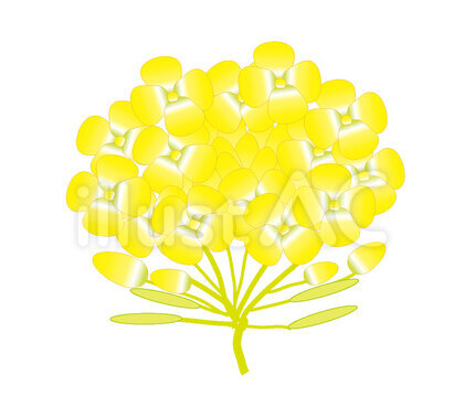 菜の花