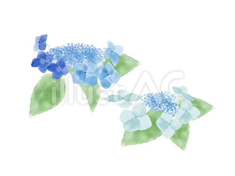 ガクアジサイ ガクアジサイ,紫陽花,梅雨のイラスト素材