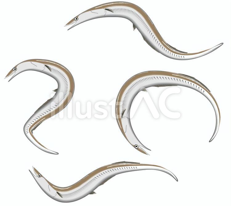 鱧　ハモ　魚　大型　肉食 鱧,ハモ,魚のイラスト素材