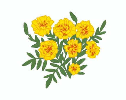 マリーゴールド01 マリーゴールド,花,黄色,黄色い花,草,ナチュラル,ボタニカル,手書きのイラスト素材