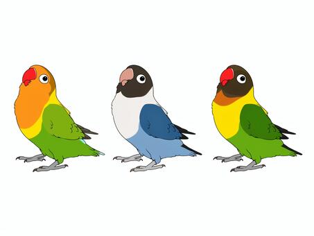 Illustration, button cork, bird, parakeet, 