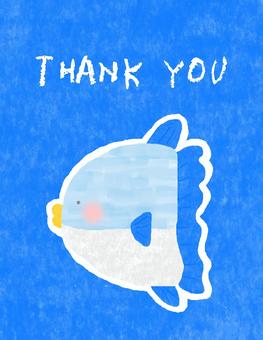 マンボウのサンキューカード♪ かわいい,サンキュー,サンキューカード,メッセージ,メッセージカード,ありがとう,感謝,お礼,マンボウ,泳ぐのイラスト素材