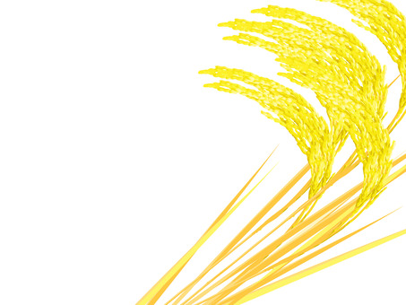 黄金色の稲穂　影なし　ine001 稲穂,黄金色,リアル,金,お米,ナチュラル,お洒落,自然,植物,大人っぽいのイラスト素材