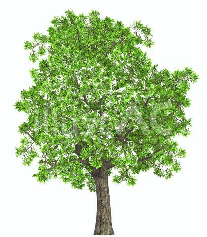 tree_001