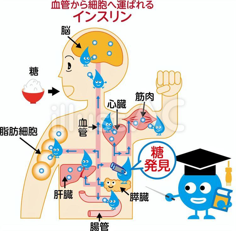 医療32（レイヤー分割） 元気,医療,人体のイラスト素材