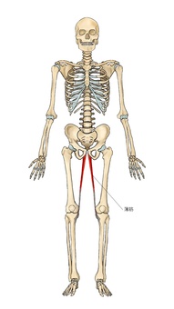 骨格と薄筋 薄筋,内転筋,筋,筋肉,ガイコツ,解剖,骨,モデル,骨格,解剖学のイラスト素材