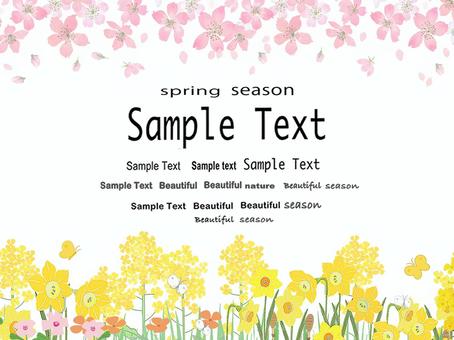 Spring Cherry Blossoms, JPG, PNG and AI Spring Cherry Blossoms, cherry blossoms, plant, flyer, JPG, PNG and AI