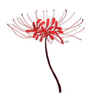 彼岸花 彼岸花,花,ヒガンバナ,秋,植物のイラスト素材