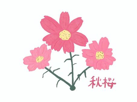 秋桜（コスモス） 秋桜,コスモス,花,植物,草花,3輪,花びら,茎,葉,群生のイラスト素材