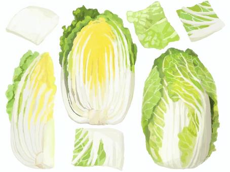 リアルすぎない白菜セット 食べ物,野菜,白菜,半分,断面,4分の1,ひとくちサイズ,2分の１,葉物野菜のイラスト素材