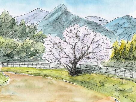 満開の一本桜 風景画,風景,水彩画,スケッチ,ペンスケッチ,桜,一本桜,春,満開,道のイラスト素材