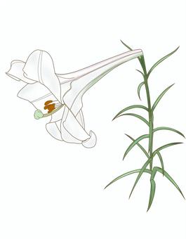 タカサゴユリ たかさごゆり,高砂百合,葉,花,グリーン,緑,上品,綺麗,園芸,庭のイラスト素材