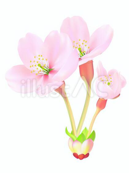 0005_桜の花