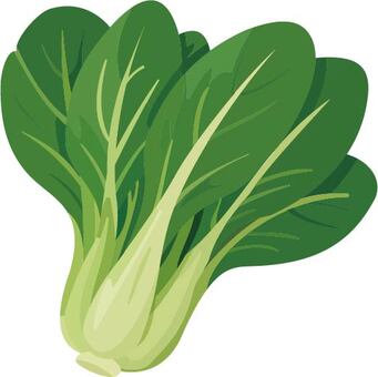 みずみずしいチンゲン菜 チンゲン菜,青菜,野菜,葉物,緑色,食材,中華,炒め物,料理,農産物のイラスト素材