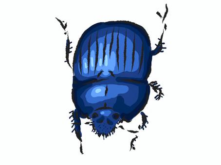 Phelotrupes aeruginosa (gold blue), Phelotrupes aeruginosa (gold blue), large-sized frog, insects, beetle,