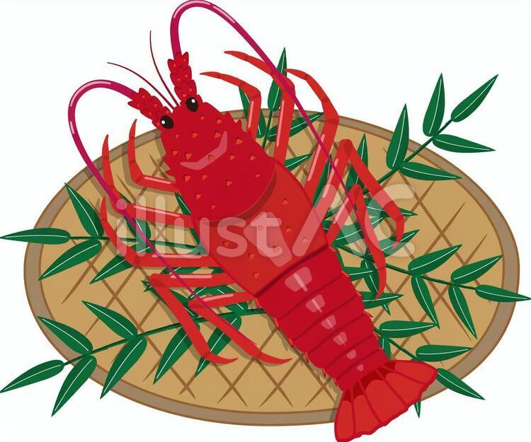 伊勢海老　笹　ザル 伊勢海老,海老,お正月のイラスト素材
