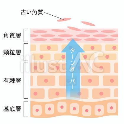 ターンオーバー 肌の断面図