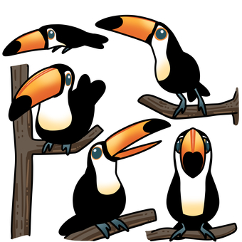 オニオオハシ オニオオハシ,鳥,生き物,大きなくちばし,南国,動物のイラスト素材