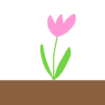 pink tulips, tulip, flower, plant, JPG and PNG