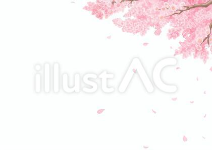桜柄