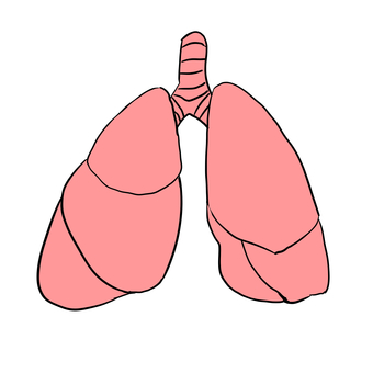 肺 肺,臓器,人体,シンプル,ピンクのイラスト素材