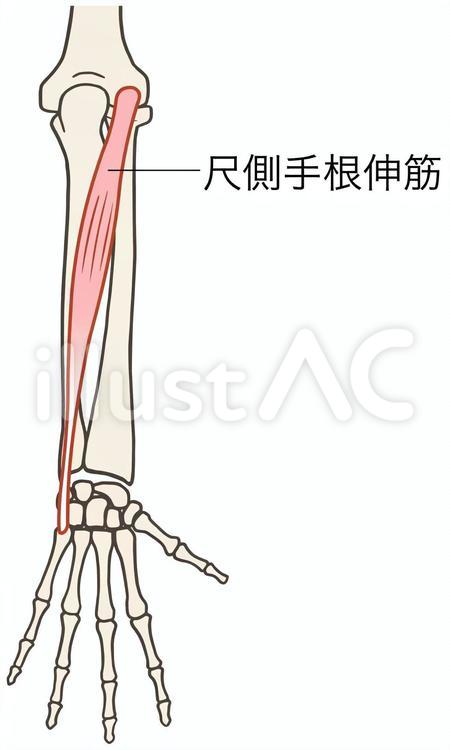 尺側手根伸筋、前腕筋 尺側手根伸筋,伸筋,前腕筋のイラスト素材