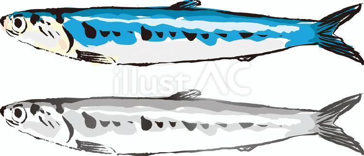 鰯（ウルメイワシ） イワシ,リアル,手描きのイラスト素材