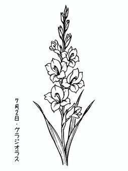 グラジオラス 花,グラジオラス,誕生花,手描き,7月2日のイラスト素材