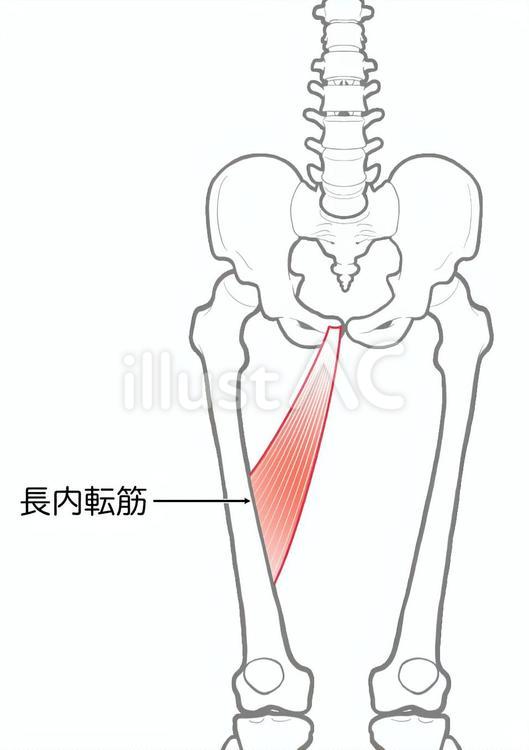 長内転筋 長内転筋,内転筋,内もものイラスト素材