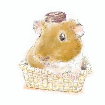 ワインの蓋を頭にのせたモルモット モルモット,小動物,ペット,茶色,短毛,カゴ,可愛い,ほっこり,蓋のイラスト素材