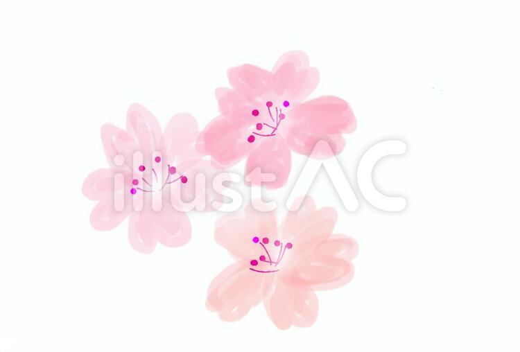 桜の花 桜,新春,入学式のイラスト素材