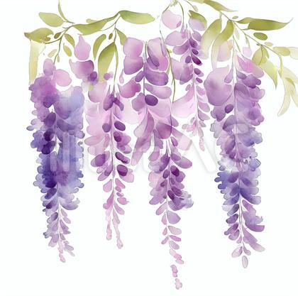 水彩タッチ 藤の花
