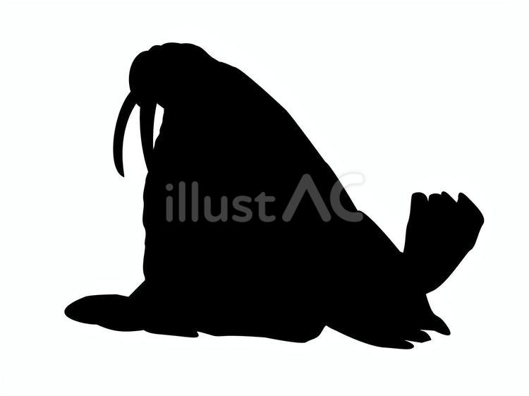 セイウチ セイウチ,動物,生き物のイラスト素材